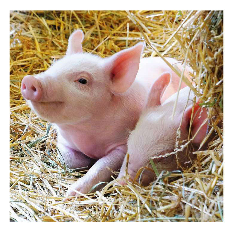 Ravensburger boerderijdieren legpuzzel, 2x12st.