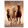 Clementoni puzzel paarden, 1000st.