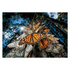 Clementoni Legpuzzel National Geographics - Vlinder, 1000st.