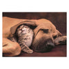 Clementoni legpuzzel hond en kat, 500st.