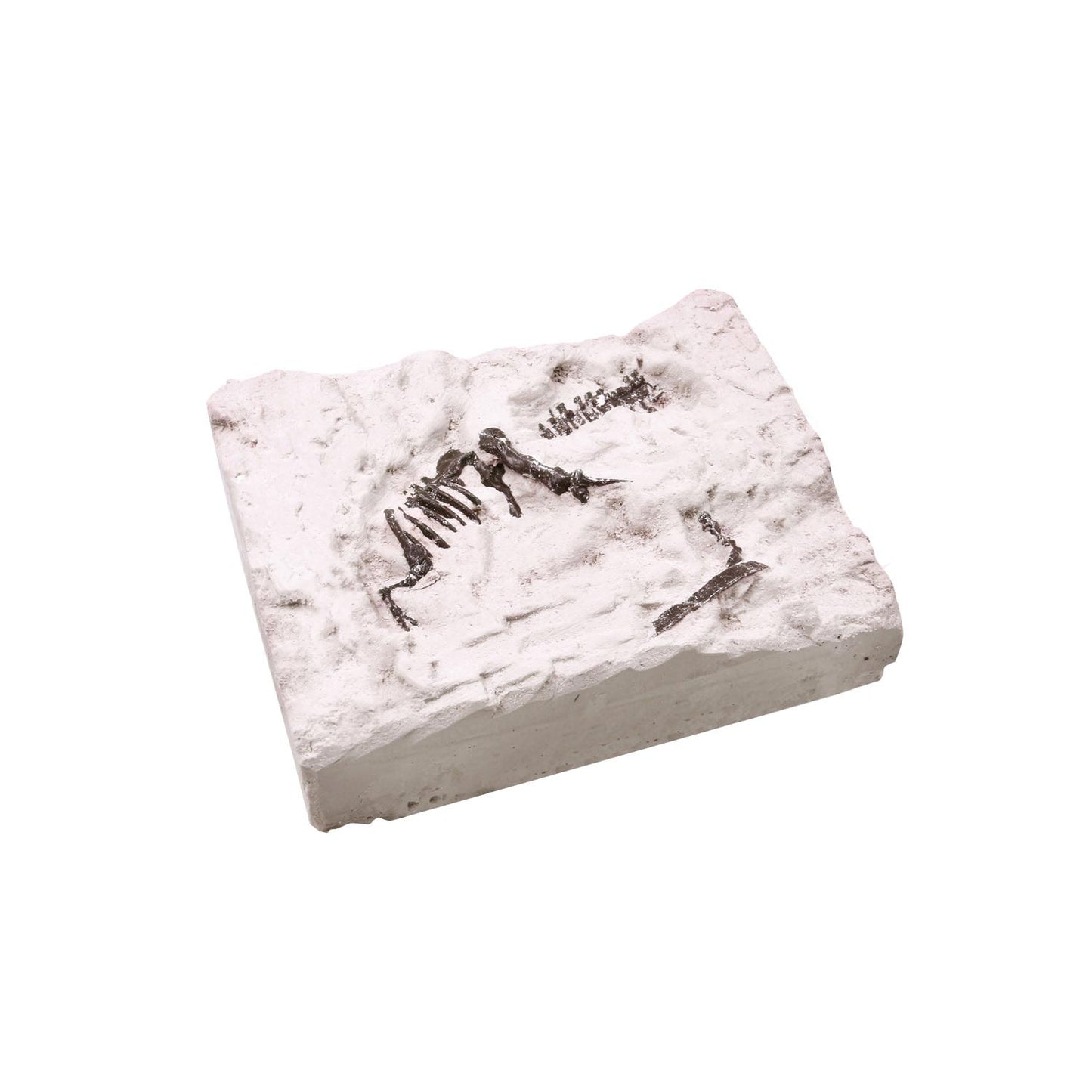 World of dinosaurs uitgraafset 'dino fossiel'