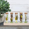 Ideas 4 seasons houten houder met 5 reageerbuizen met kurk stopper ã˜3x10cm