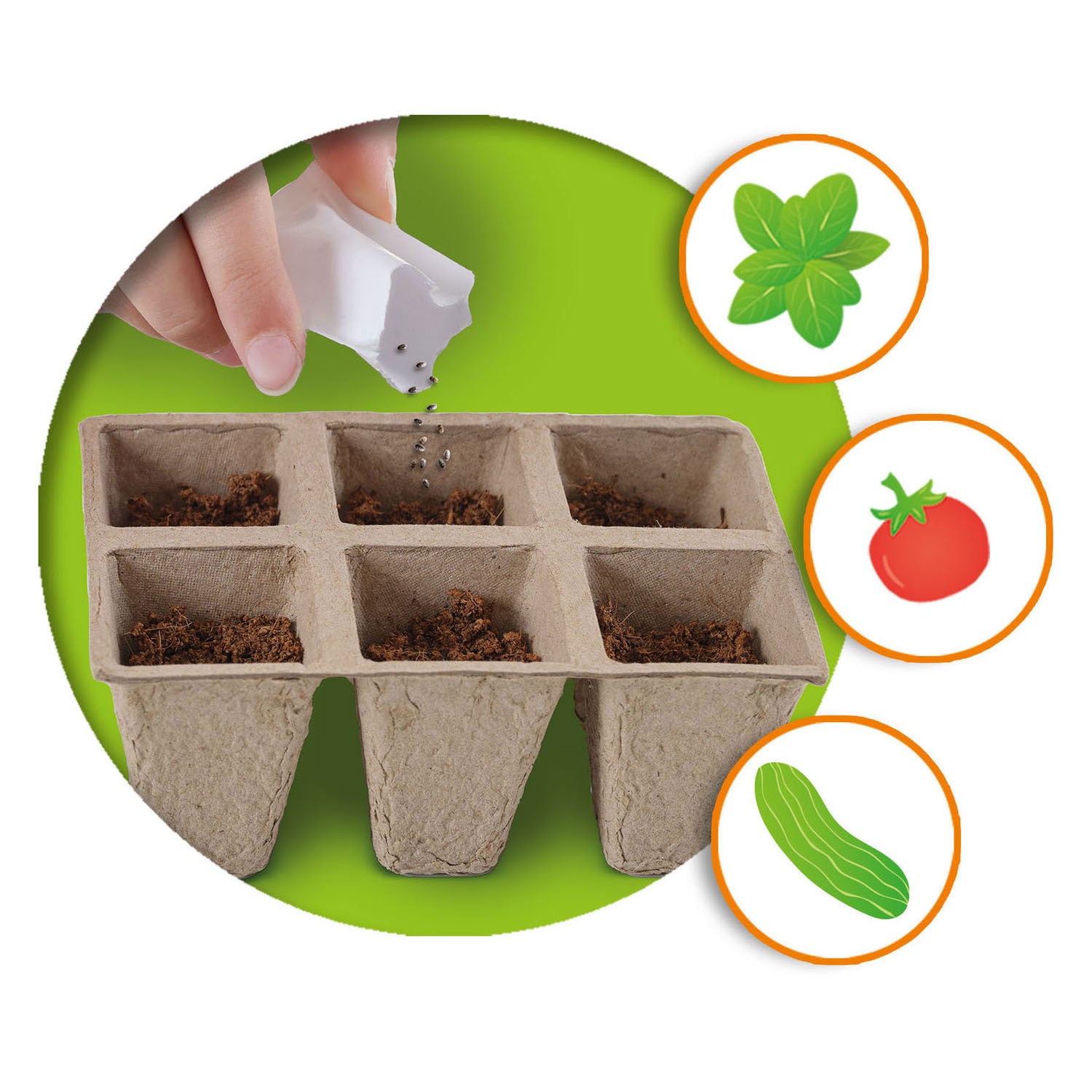 Ses creative - explore - broeikas met groenten - kweek je eigen tomaat, basilicum en komkommer - echt houten broeikas – experimenteerdozen – mini moestuin voor kinderen