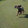 Happy pet gaudy game fazant