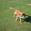 Happy pet gaudy game fazant