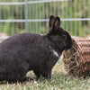 Trixie wilgentunnel konijn