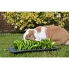 Rosewood snuffelmat knaagdier zwart groen