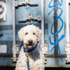 Trixie Hondenriem cavo verstelbaar indigo royal blauw
