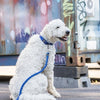 Trixie Hondenriem cavo verstelbaar indigo royal blauw