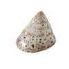 Boltze home decoratieve schelp 7x6x4cm beige bruin 4 assorti