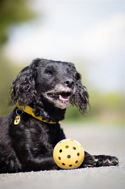 Trixie Gatenbal natuurrubber met bel voor blinde of gehandicapte hond - afbeelding 4