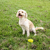 Happy pet grrrelli soft tugger geel