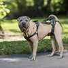 Solvit petsafe carelift voor en achter