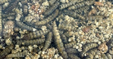 Utopia Roodborst merel winterkoning mix - afbeelding 2