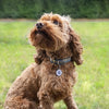 Fetch tag Smart pet tag
