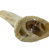 Petsnack hoorn core