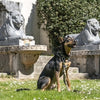 Morso halsband hond gerecycled full metal dog bruin