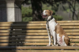 Morso hondenriem gerecycled full metal dog bruin - afbeelding 4