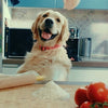 Morso halsband hond gerecycled bubble leo roze