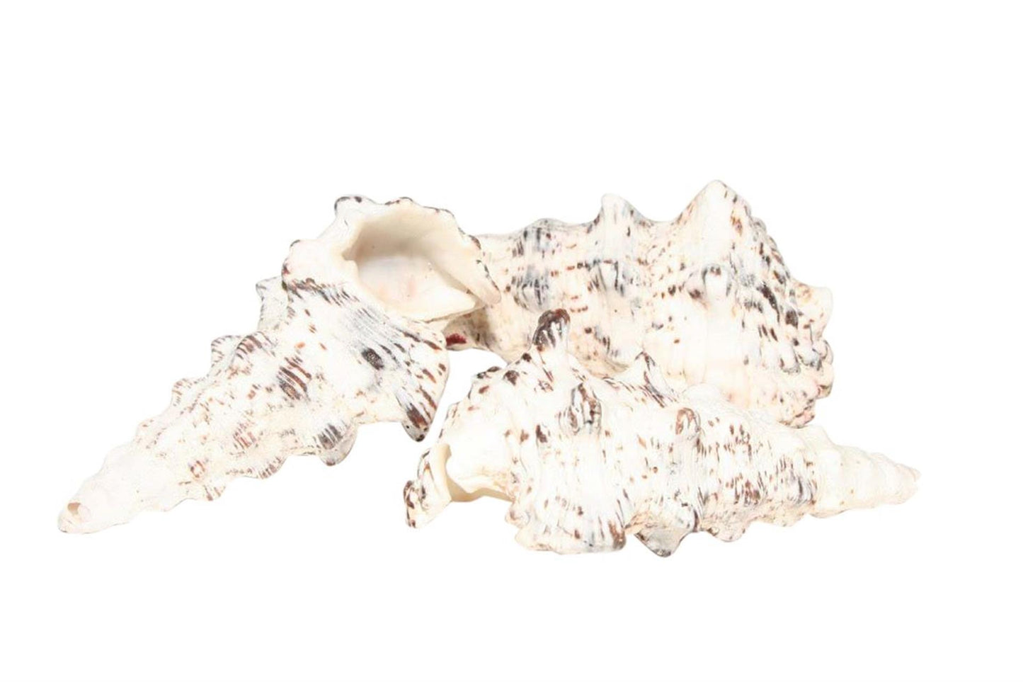 Hbx natural living schelpen cerethium nodolosum 500gr