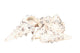 Hbx natural living basic shell cerethium nodolosum 500 gram