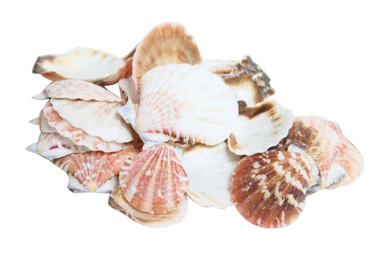 Hbx natural living schelpen pecten vexillum 500gr