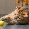 Eti dynamische speelbal kat assorti