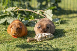 Trixie wortel gras - afbeelding 3