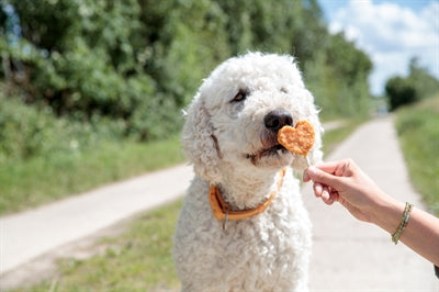 Trixie Premio lolly met kip en rijst
