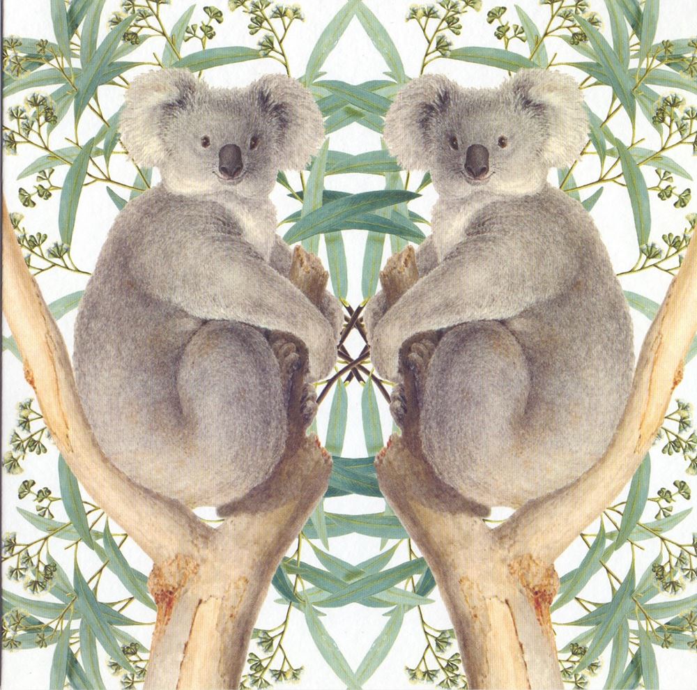 Kaart+envelop koalaberen. 16x16 cm