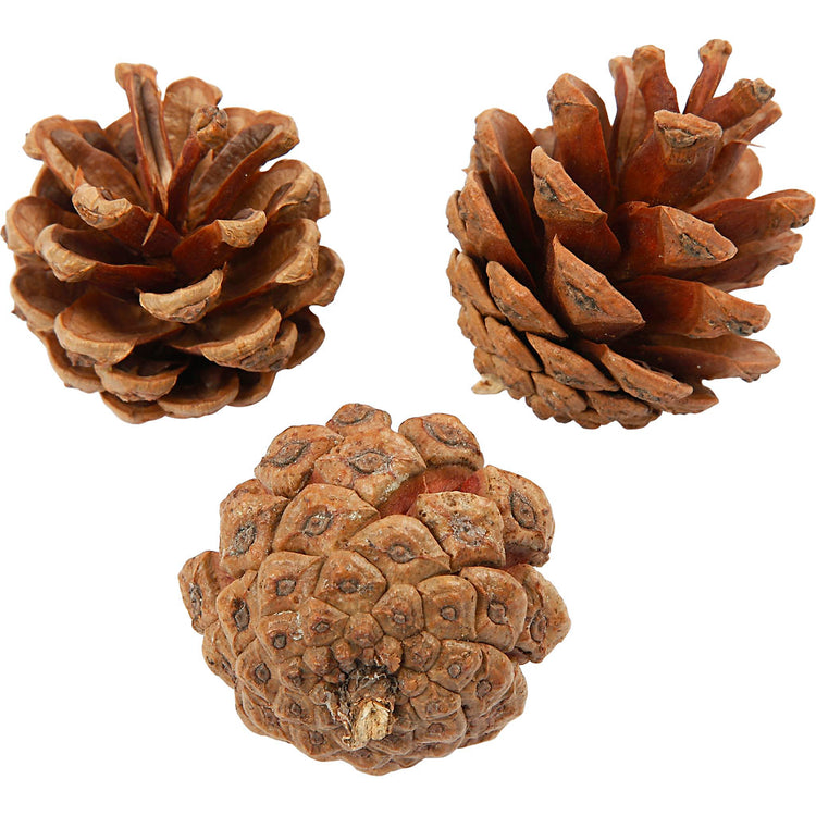 Creativ company dennenappels - natuurlijk materiaal - 500 gr