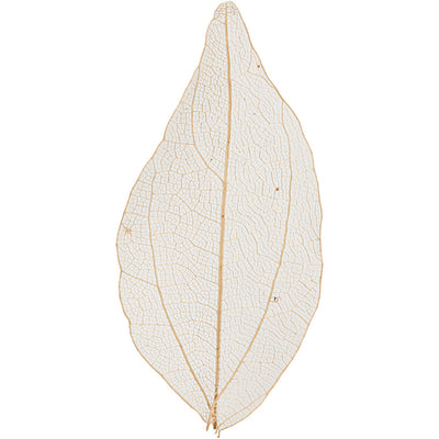 Https: www.cchobby.nl skeleton-leaves-l-4-5-8-cm-naturel-20-stuk-1-doos