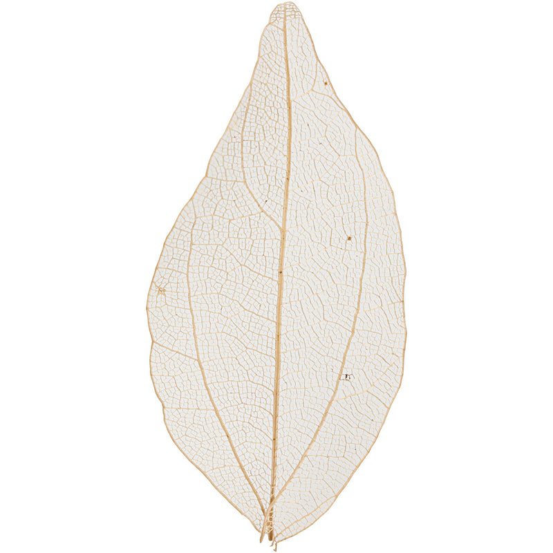 Https: www.cchobby.nl skeleton-leaves-l-4-5-8-cm-naturel-20-stuk-1-doos