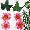 Creativ company gedroogde bloemen en bladeren lichtrood, 19dlg.