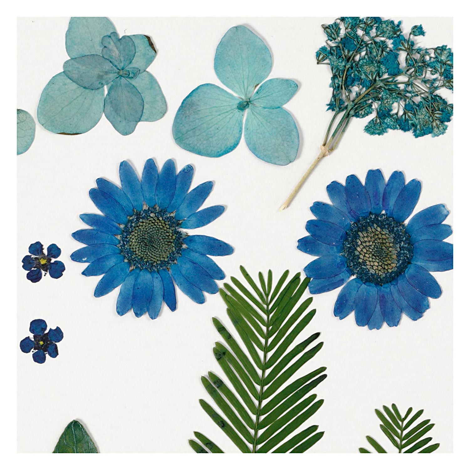 Creativ company gedroogde bloemen en bladeren blauw, 19dlg.