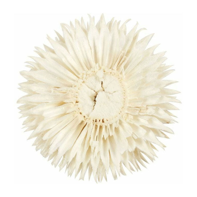 Creativ company gedroogde bloemen