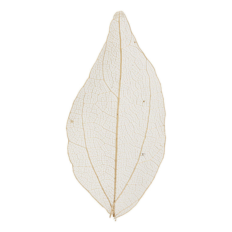 Http: www.cchobby.nl skeleton-leaves-l-4-5-8-cm-naturel-20-stuk-1-doos