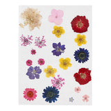 Creativ company gedroogde bloemen en bladeren diverse kleuren - afbeelding 2