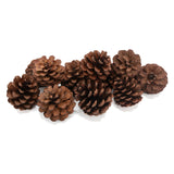 Colorations - dennenappels, 12st. - afbeelding 2