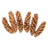 Colorations - natuurlijke strobuskegels, 6st. - afbeelding 2
