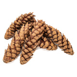 Colorations - natuurlijke strobuskegels, 6st. - afbeelding 3
