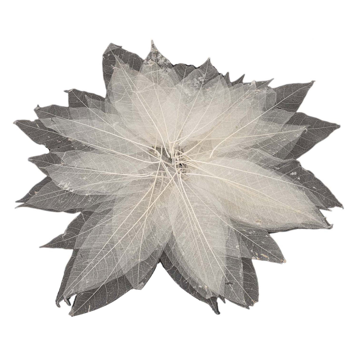 Magnolia bladskeletten, 50st.