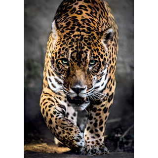 Ty clementoni puzzel 1000 stuks jaguar compact | 2 stuks