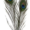 Creativ company pauwenveren, 10st.
