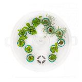 Plantui booster tray wit - afbeelding 2