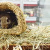 Happy pet grassy tunnel
