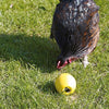 Savic kippenspeeltje chicken fun