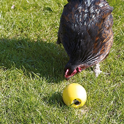 Savic kippenspeeltje chicken fun