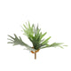 Countryfield kunstplant platycerium groen 10xh63,5cm