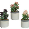 Decoris kunstplant vetplant in pot keramiek h14